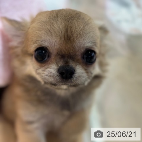 チワワの写真