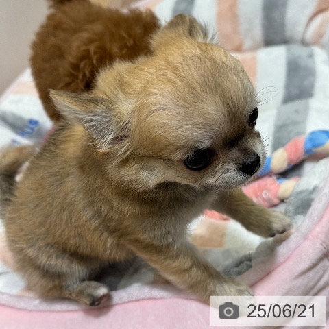 チワワの写真