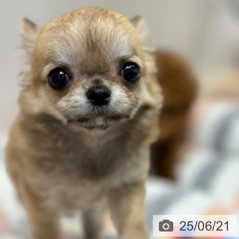 チワワの写真
