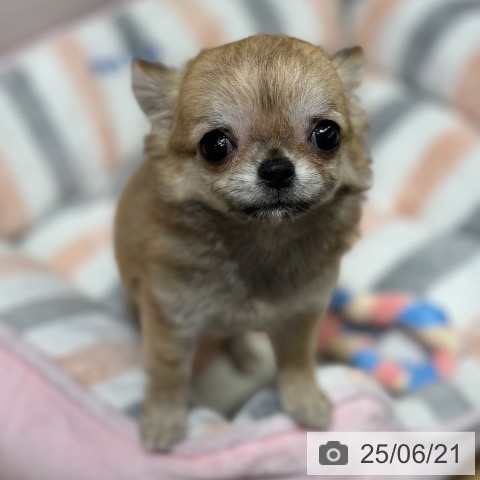 チワワの写真