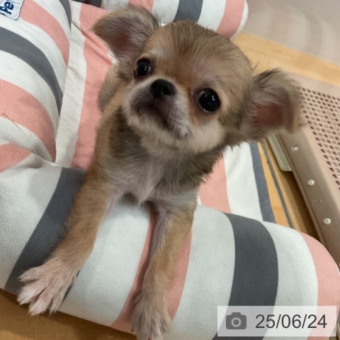 チワワの写真