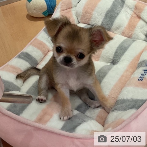 チワワの写真