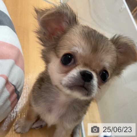 チワワの写真