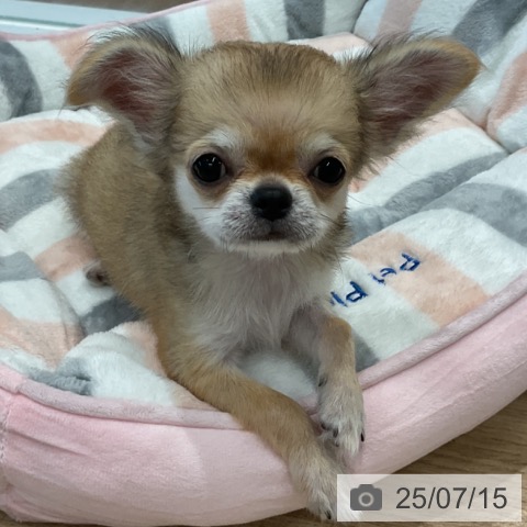 チワワの写真