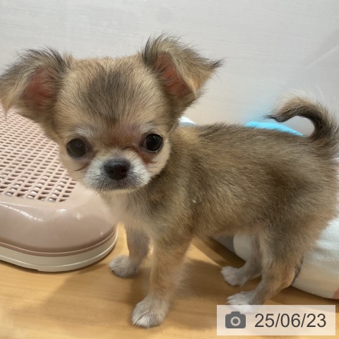 チワワの写真