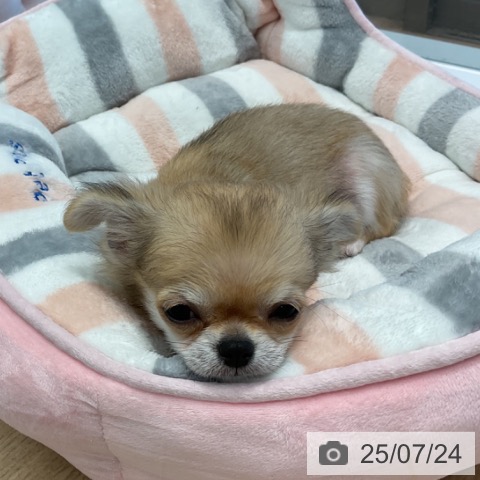 チワワの写真