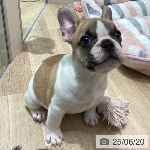 フレンチ・ブルドッグの写真