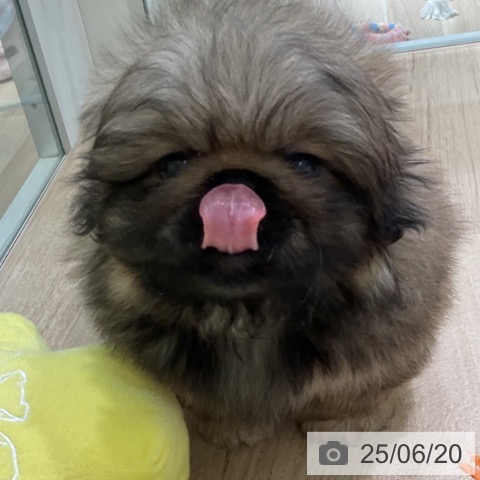 ペキニーズの写真