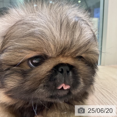 ペキニーズの写真