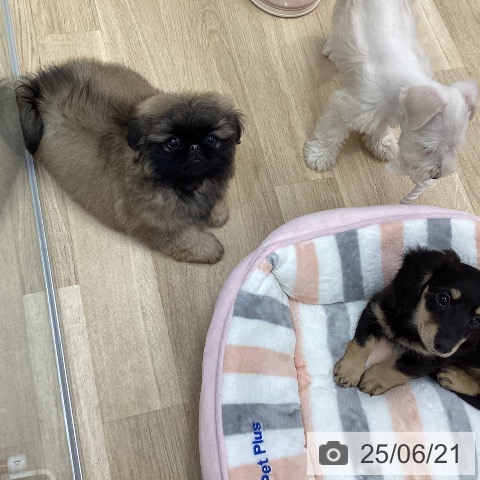 ペキニーズの写真