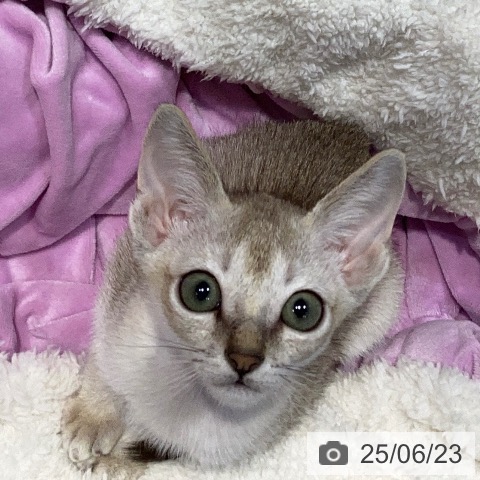 シンガプーラの写真