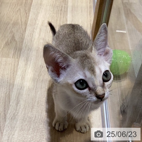 シンガプーラの写真