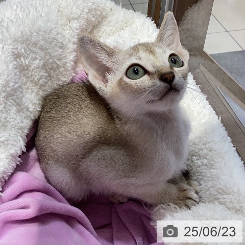 シンガプーラの写真