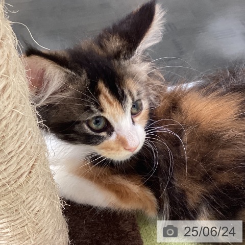 ノルウェージャンフォレストキャットの写真