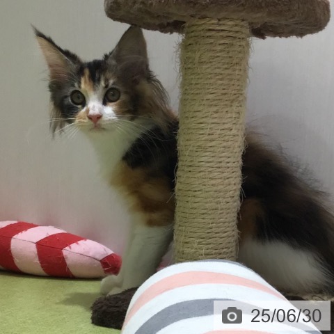 ノルウェージャンフォレストキャットの写真