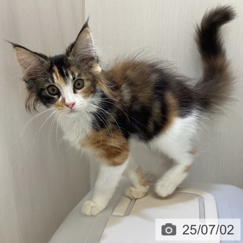ノルウェージャンフォレストキャットの写真