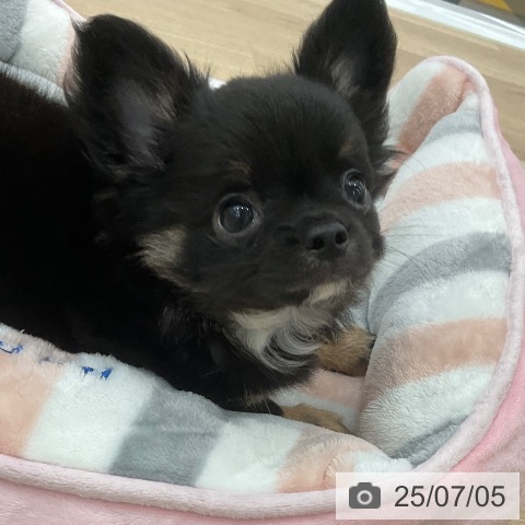 チワワの写真