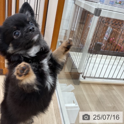 チワワの写真