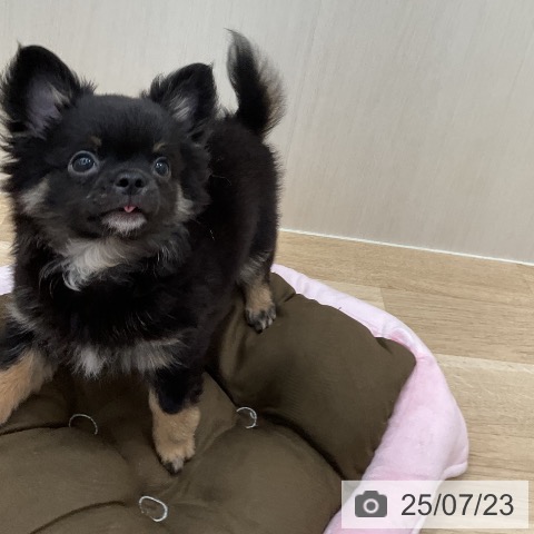 チワワの写真