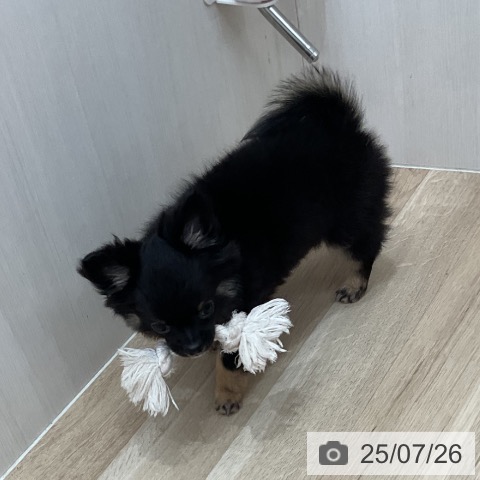 チワワの写真