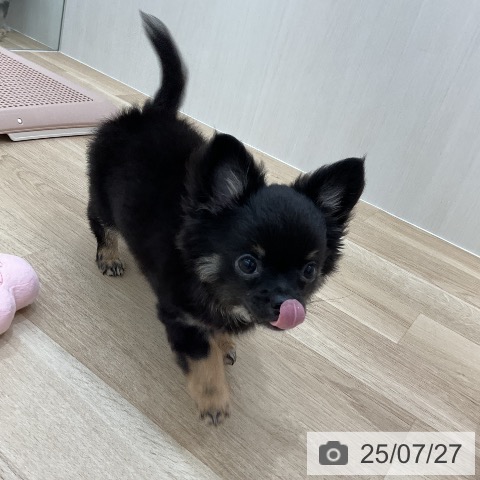 チワワの写真