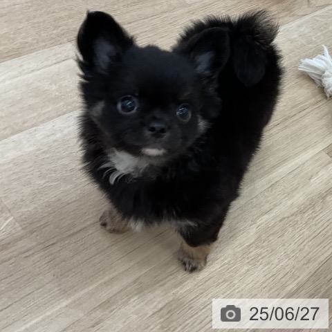 チワワの写真