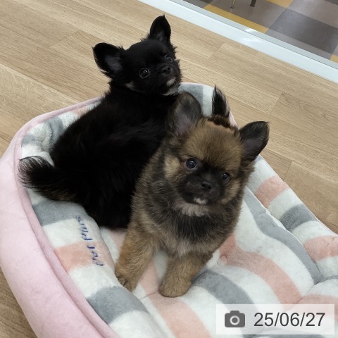 チワワの写真