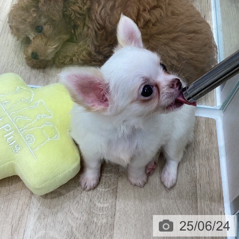 チワワの写真