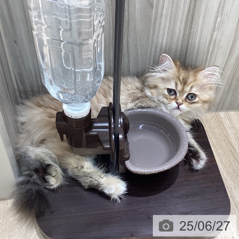 ミヌエットの写真