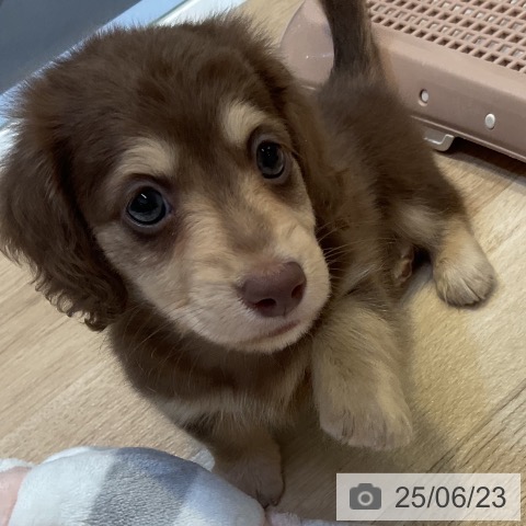 ミニチュア・ダックスフンドの写真
