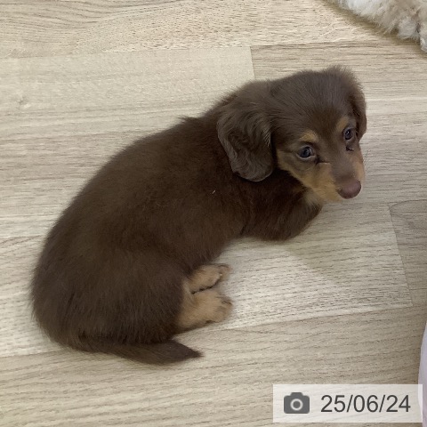 ミニチュア・ダックスフンドの写真