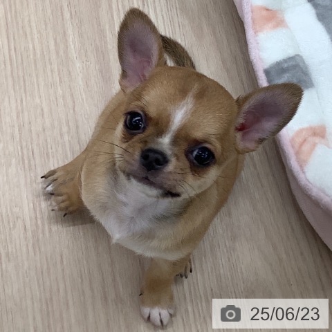 チワワの写真