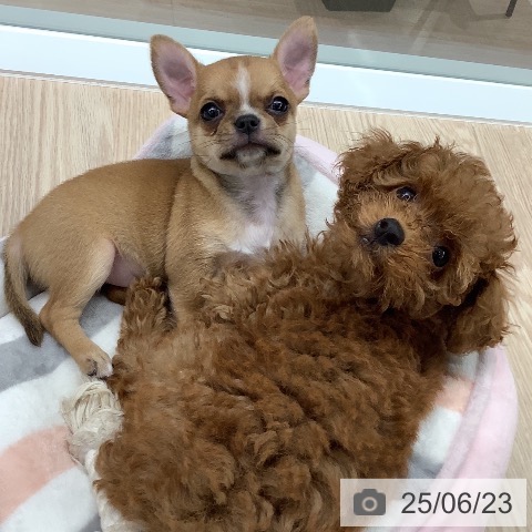 チワワの写真