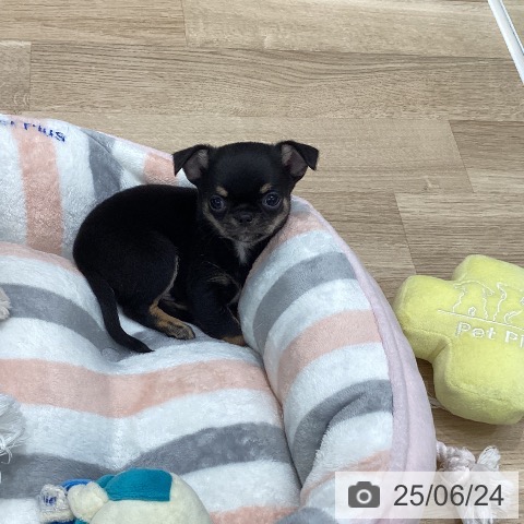 チワワの写真