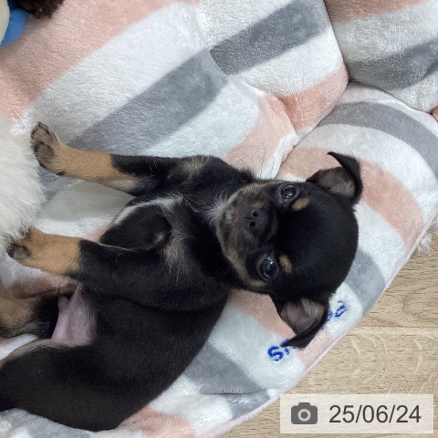 チワワの写真