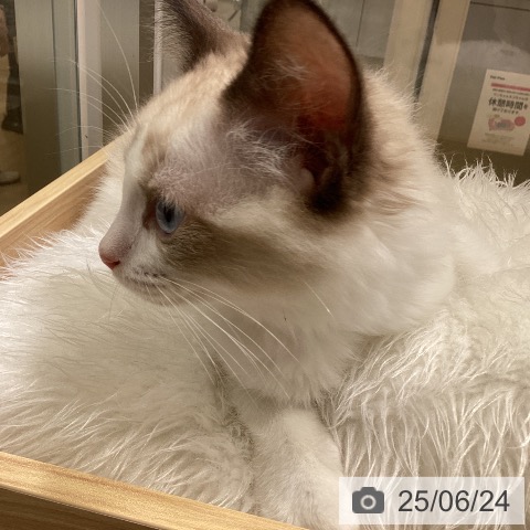 ラグドールの写真