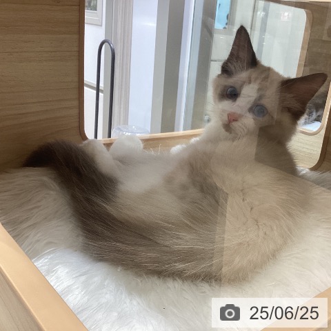 ラグドールの写真