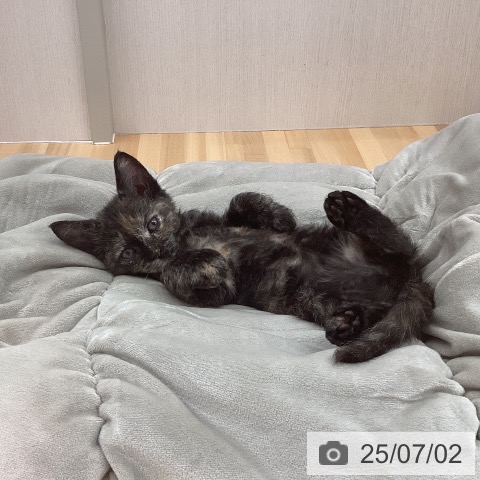 セルカークレックスの写真