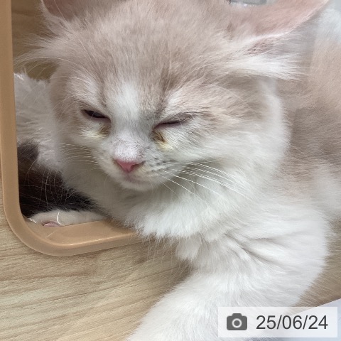 ラガマフィンの写真