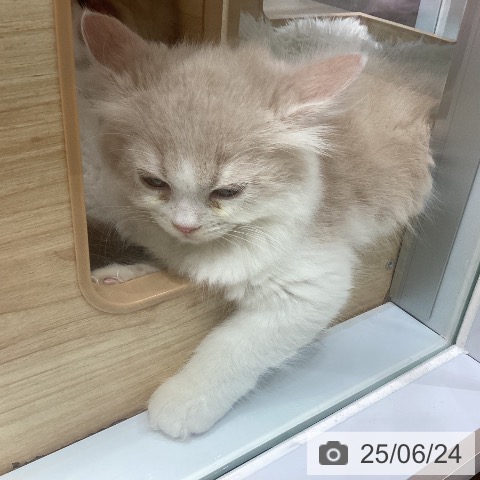 ラガマフィンの写真