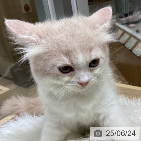 ラガマフィンの写真