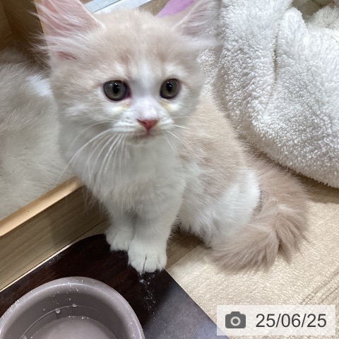 ラガマフィンの写真