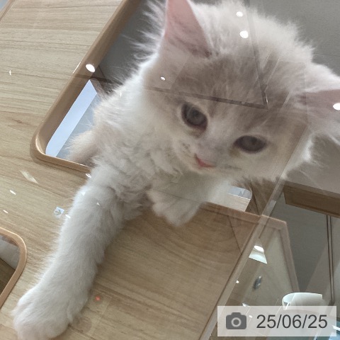 ラガマフィンの写真