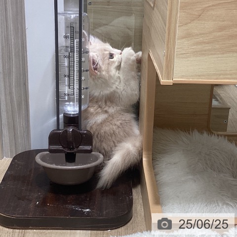 ラガマフィンの写真