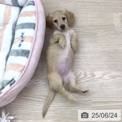 カニーンヘン・ダックスフンドの写真