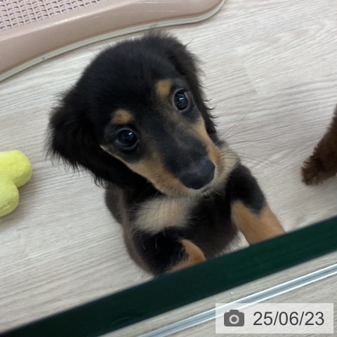 ミニチュア・ダックスフンドの写真
