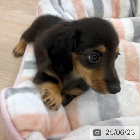 ミニチュア・ダックスフンドの写真
