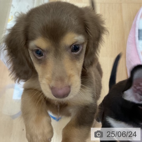 ミニチュア・ダックスフンドの写真