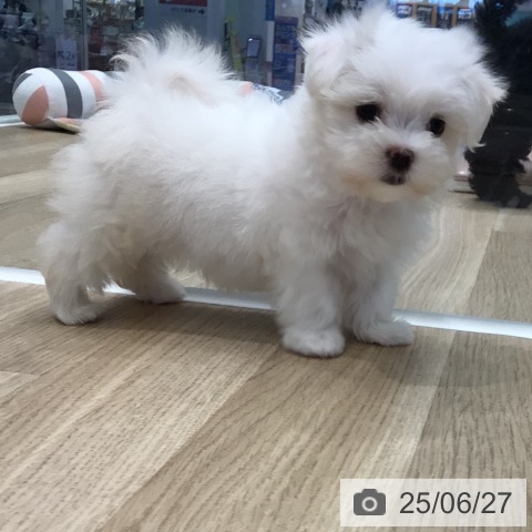 マルチーズの写真