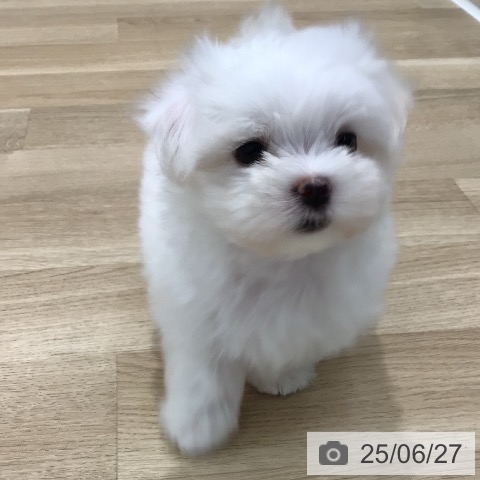 マルチーズの写真